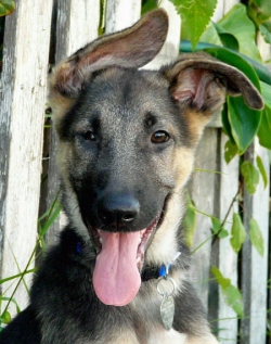 Puppy Pic