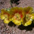 Yellow Flowers on Cactus Yellow Flowers on Cactus