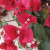 Bougainvillea Bougainvillea