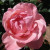 Pink Rose Pink Rose