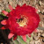 Red Cactus Flower Red Cactus Flower