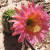Pink Cactus Flower Pink Cactus Flower