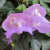 Snail Vine Snail Vine