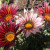 Dahlias Dahlias