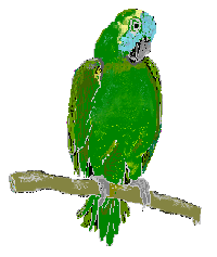 bird