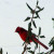 After a snow storm the bright red of the Northern Cardinals pop from the white blanket or winter down. After a snow storm the bright red of the Northern Cardinals pop from the white blanket or winter down.