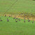 Taken from the kitchen. Snow Geese stopping for a rest. Taken from the kitchen. Snow Geese stopping for a rest.