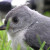 Titmouse stunned from flying into a window Titmouse stunned from flying into a window