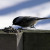 Little Black Capped Chickadee dances on the ice for dinner Little Black Capped Chickadee dances on the ice for dinner