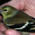 Gold Finch - not yet a bright yellow that gives this little bird its name Gold Finch - not yet a bright yellow that gives this little bird its name