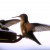 Humming birds at feeder on front porch - last year there were ten visiting daily Humming birds at feeder on front porch - last year there were ten visiting daily