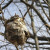 I found this nest on an early Spring day I found this nest on an early Spring day