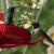 Hummingbirds are amazing Hummingbirds are amazing