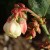 Blueberry flowers April 2012
