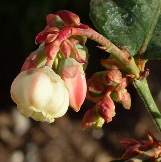 Blueberry flowers April 2012