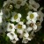 Close-up of white anisse flowers2011