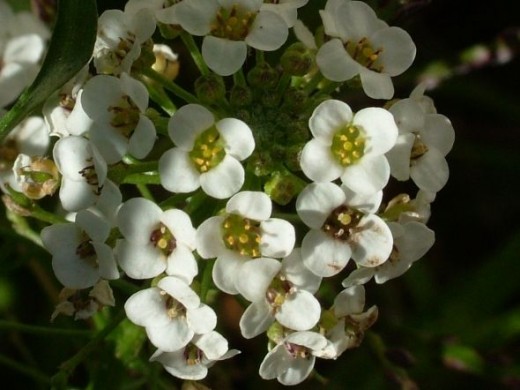 Close-up of white anisse flowers2011