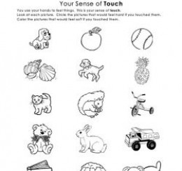 teaching sense of touch the five senses