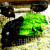 quails like a green leaf quails like a green leaf