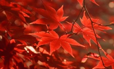 Fall Foliage: Timothy R. Hall