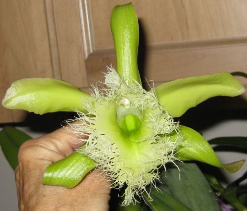What an unusual, exquisite lime green bearded Digbyana orchid!