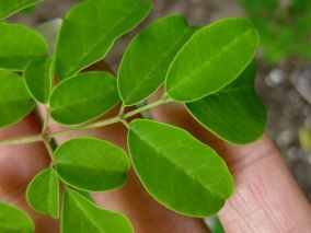 Closeup of our Moringa Oleifera leaves. Ignore my fingers in the background - I wanted you to have a size comparison.