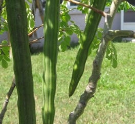 These are some pods, growing on our Moringa Oleifera trees. It is hard to get them in a good close-up photo, because they are so long, but, you get the idea!