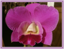 One more of his beautiful orchids.