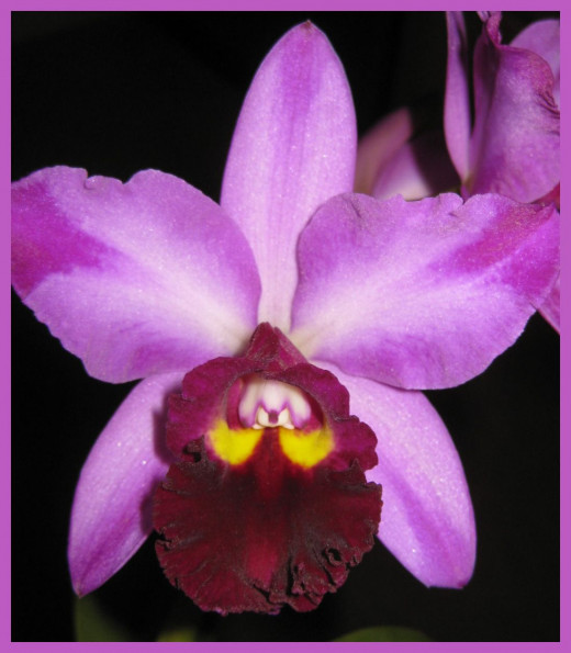 The orchid's petals glisten, and its lip feels just like velvet!