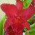 This Orchid just blooms RED, and "muted".