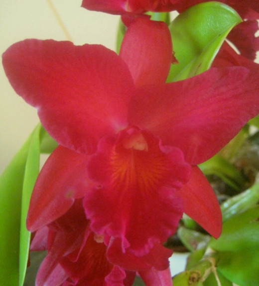 This Orchid just blooms RED, and "muted".