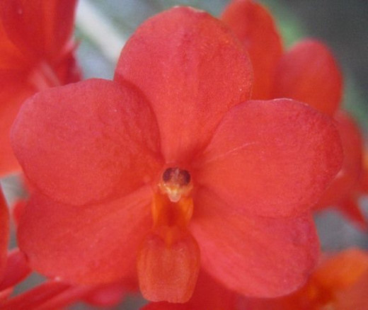 Little red-orange Orchid, that is one of our Baby Orchids.