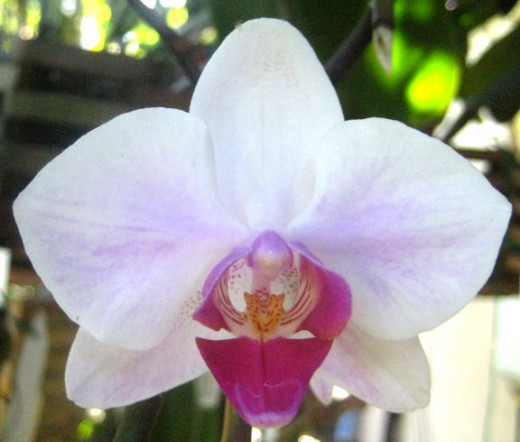 What a lovely, delicate orchid!