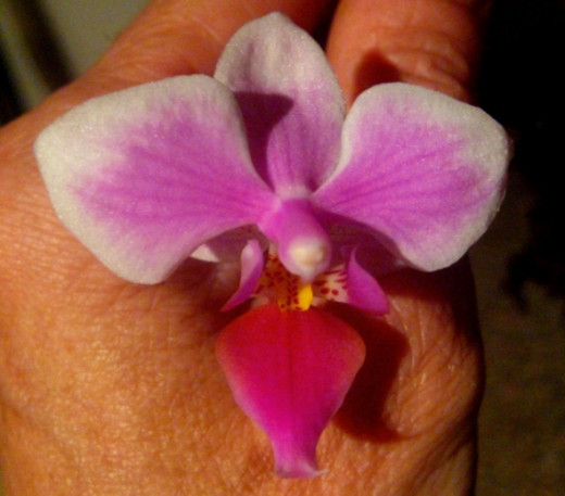 A newly birthed Baby Angel Orchid - its wings are so BIG, in proportion to its body, that it took off, right after birth. I hastily snatched it, and saved it from sure destruction, against the window pane. See how tiny it is? It's a miracle it didn't