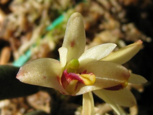 This little fellow was cursed with a LONG tongue, but, thankfully - he only uses it for kindness - unlike a lot of people we all know. This Orchid may be tiny, but he has a big heart!