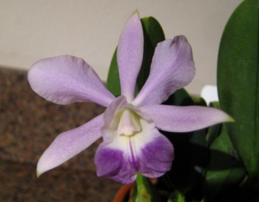 A mini-Cattleya cross-breed Orchid