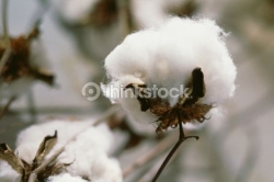 Memory Quilt - Cotton Plant