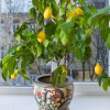 Indoor Lemon Trees