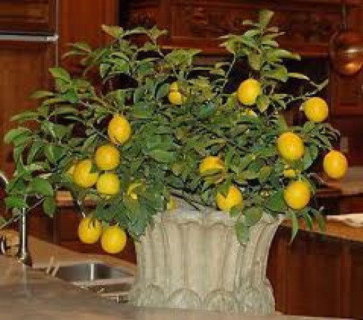 Indoor Lemon Trees | HubPages