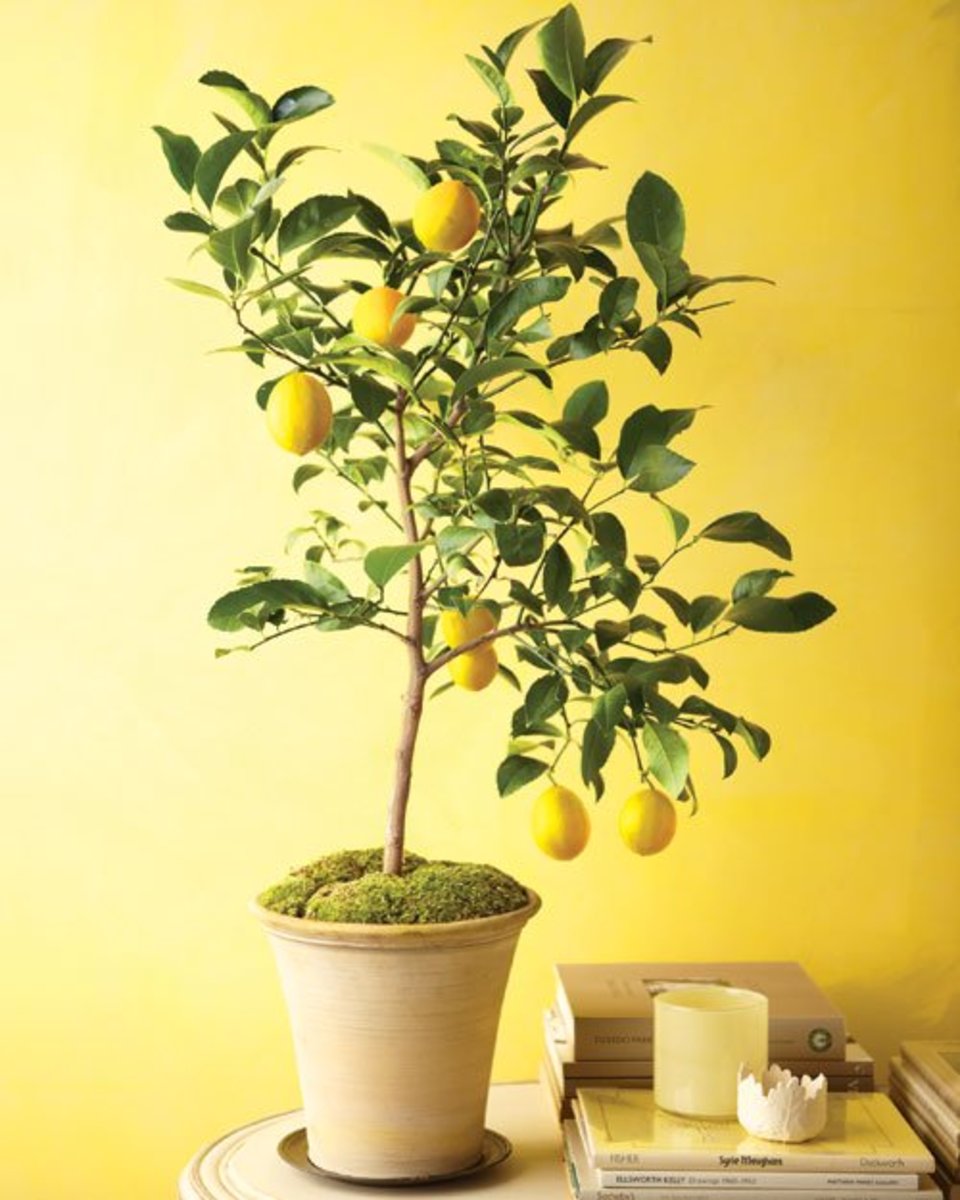 Indoor Citrus Trees