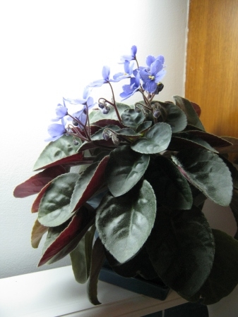 African Violets are my favorite house plant. I have twelve of them. Most of which are well over ten years old. I have a bit of a green thumb when it comes to them.