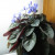 African Violets are my favorite house plant. I have twelve of them. Most of which are well over ten years old. I have a bit of a green thumb when it comes to them.