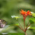 By Gower Ranger, flickr (www.flickr.com/photos/74133172@N00/236704285) By Gower Ranger, flickr (www.flickr.com/photos/74133172@N00/236704285)