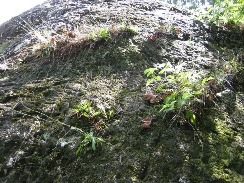 Plants seem to like to grow on boulder too. Especially on the back top.