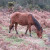 New Forest Ponies New Forest Ponies