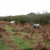 New Forest Ponies New Forest Ponies