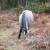 New Forest Ponies New Forest Ponies