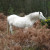 New Forest Ponies New Forest Ponies