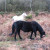 New Forest Ponies New Forest Ponies