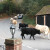 Cows wander through the village of Burley daily. Cows wander through the village of Burley daily.
